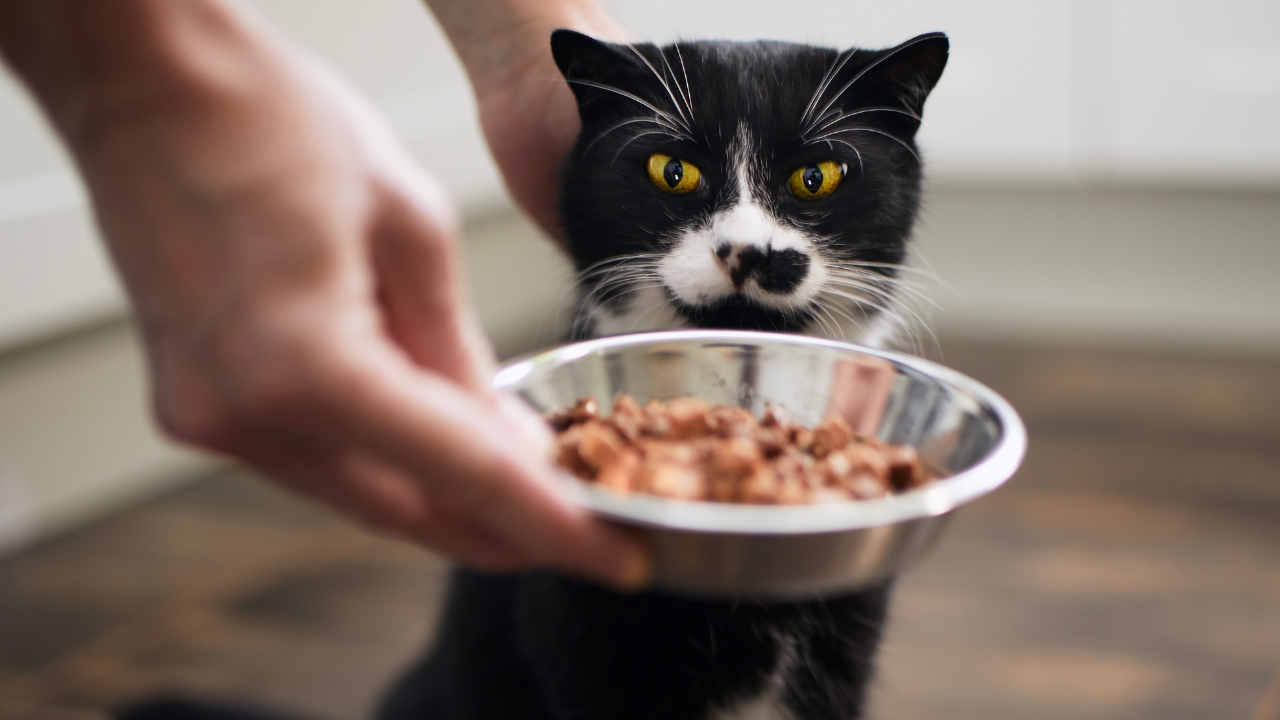 5_Katze Inappetenz Eine Katze bekommt Futter, aber sie hat keinen Appetit.
