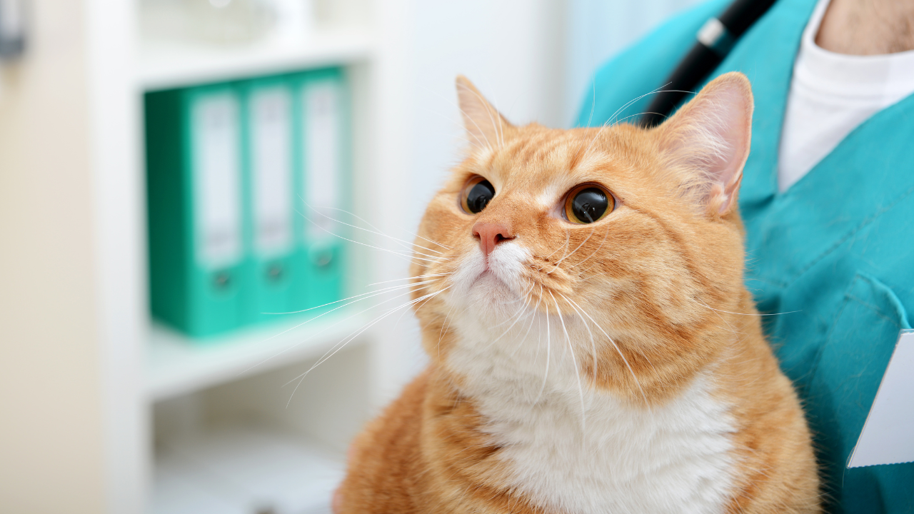 Eine Katze ist an FLUTD erkrankt.