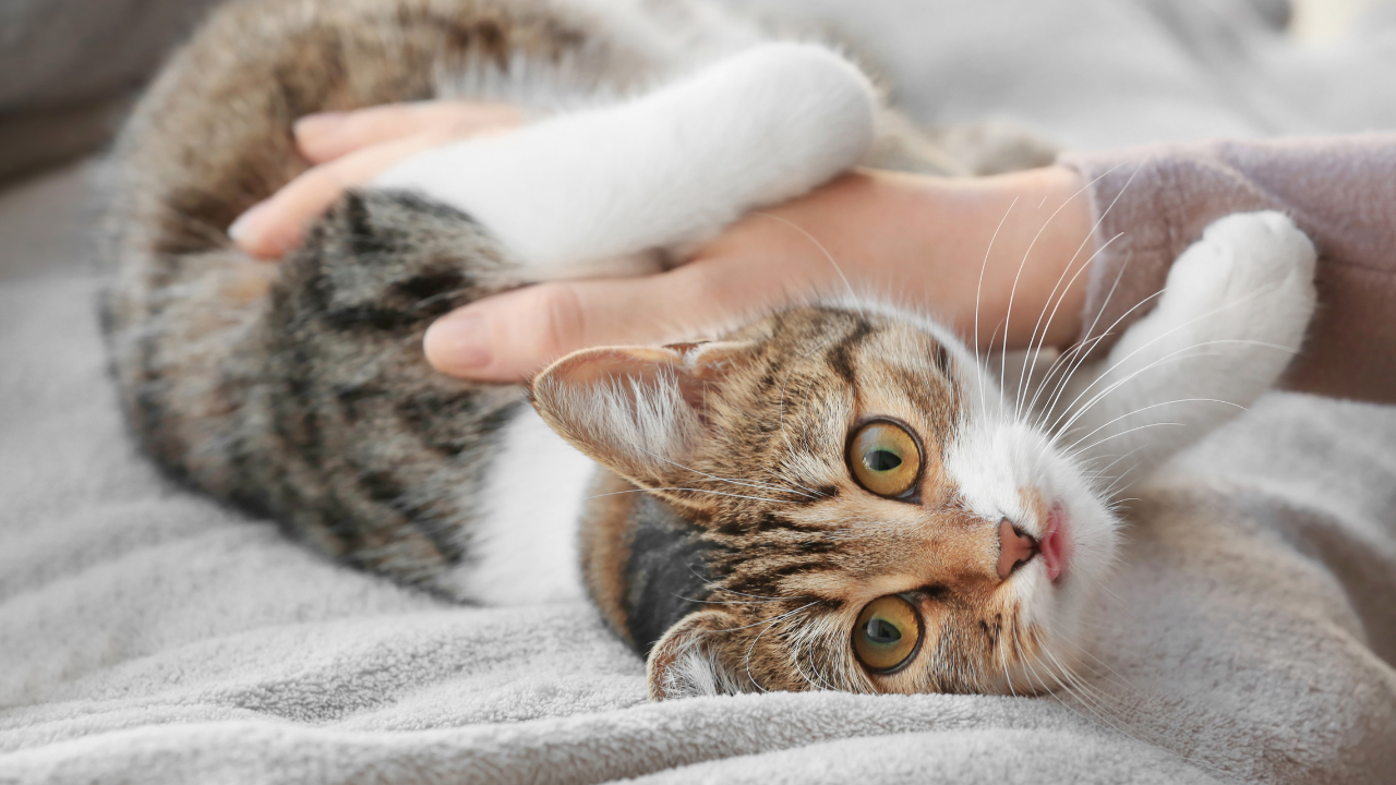 5_Katzensitter Eine Katze genießt eine ruhige Zeit beim Katzensitter.