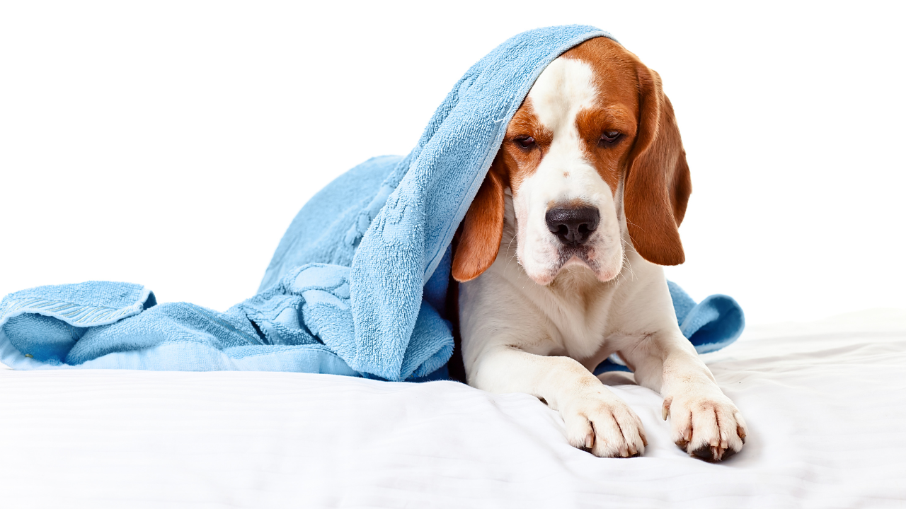 1_Analdrüsenprobleme_Hund