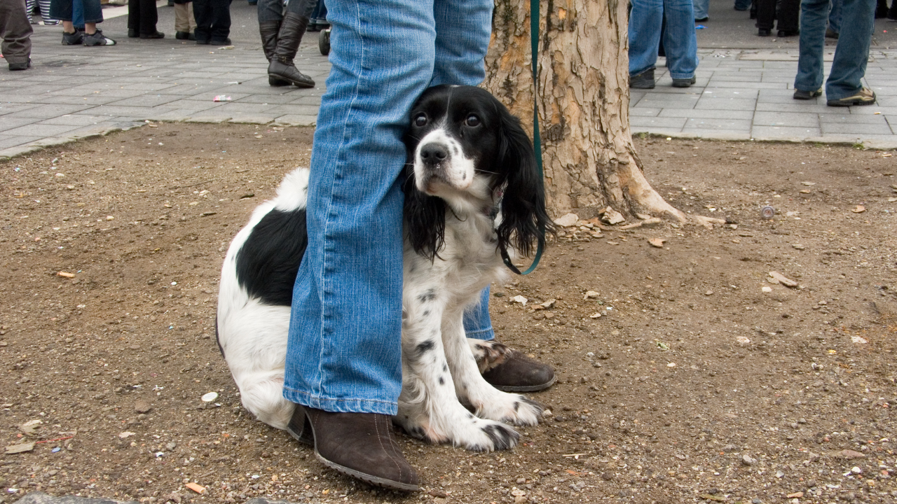 Ein Hund versteckt sich bei seinem Frauchen, weil er Geräuschangst hat.
