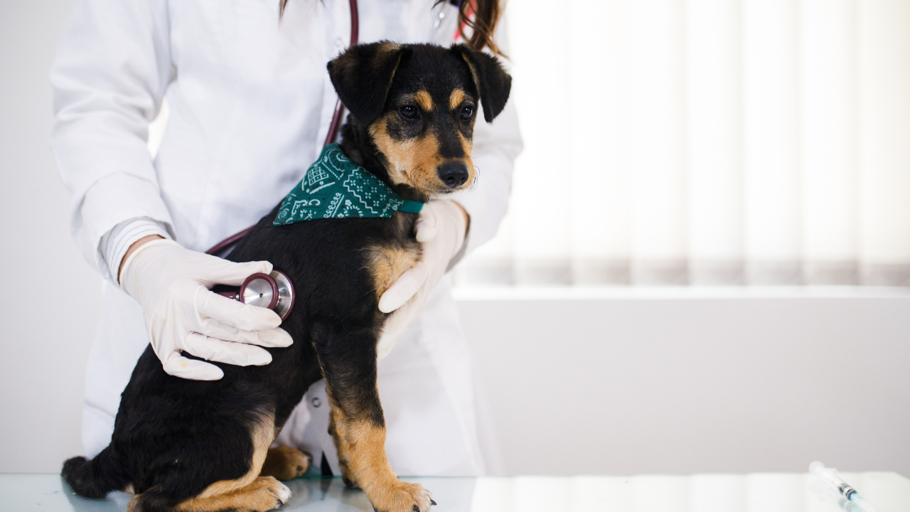 2_Blasenentzündung Hund Ein Hund muss aufgrund eines Harnweginfekts zum Tierarzt.