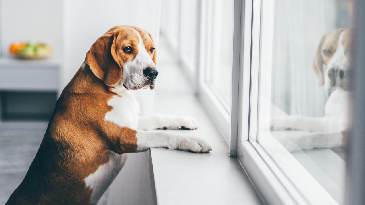 2_Fortpflanzung Hündin Ein Hund bleibt zuhause aufgrund der Läufigkeit.