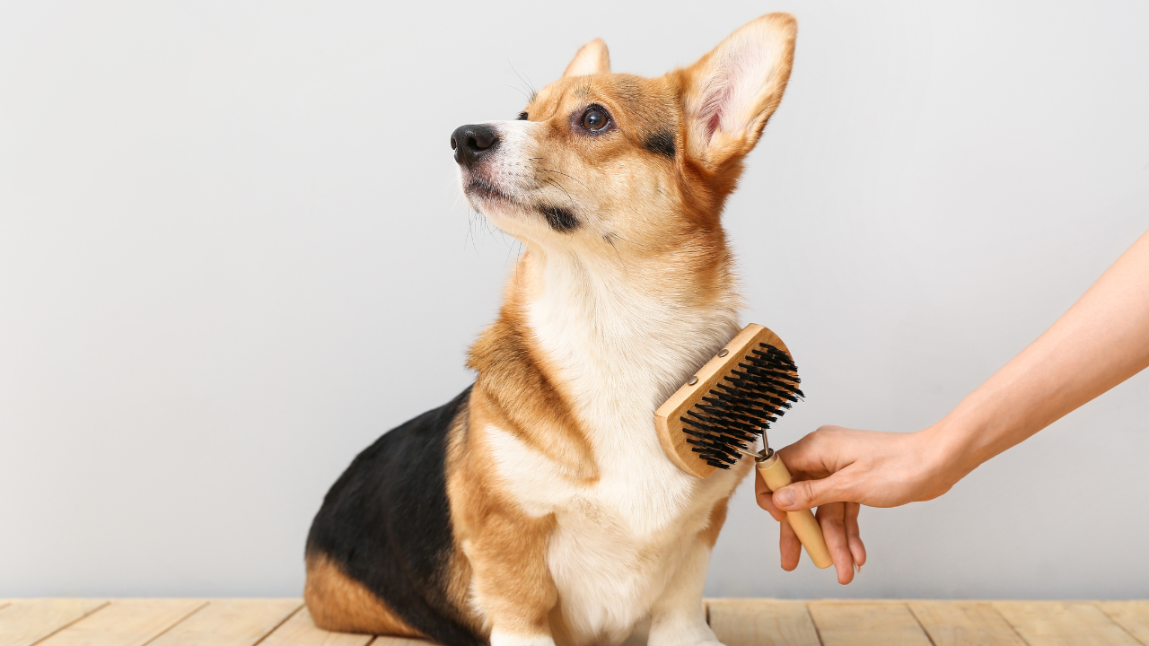2_Hundefriseur_Fellpflege Ein Hund wird von seinem Frauchen gebürstet.