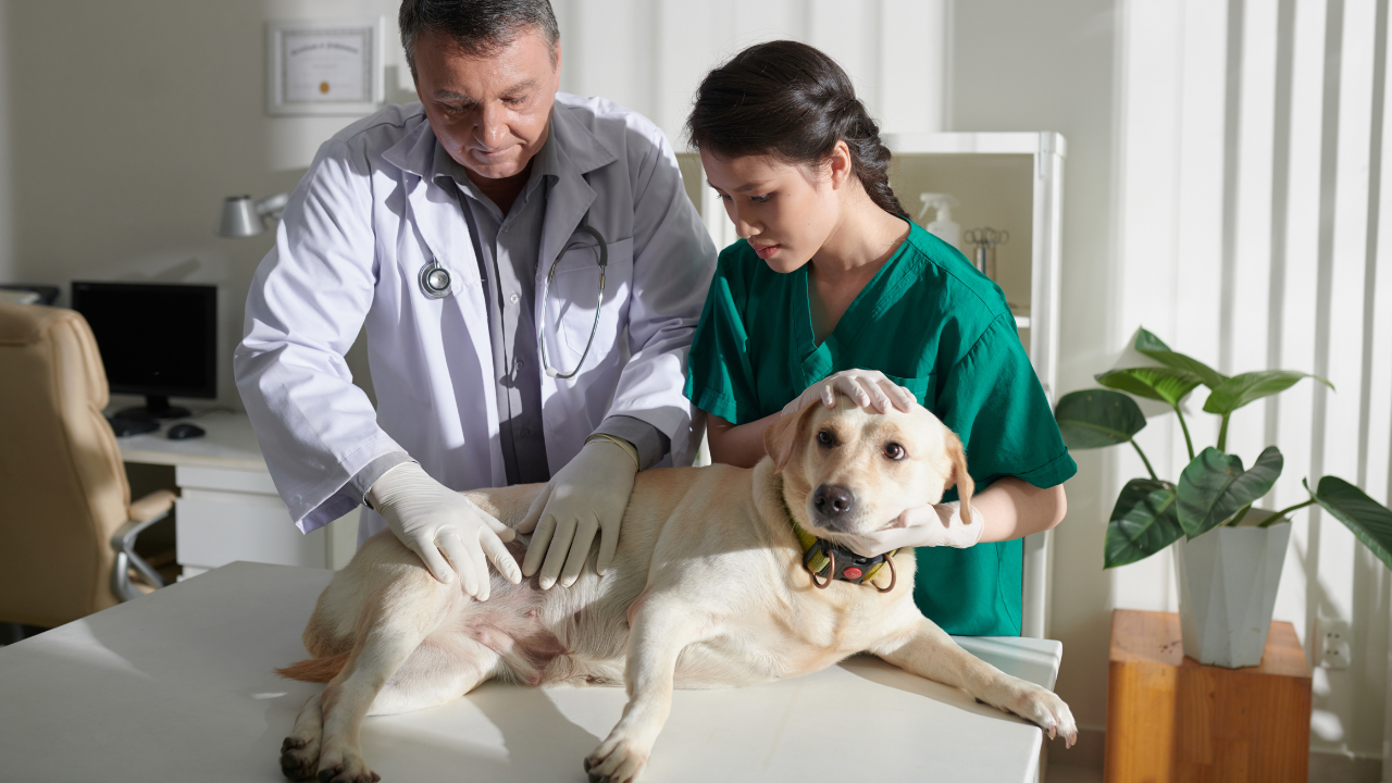 3_Behandlung Analdrüsen Hund Ein Hund hat eine Analdrüsenentzündung.