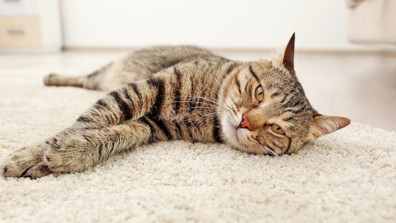 Eine Katze mit Epilepsie schläft auf dem Teppich.
