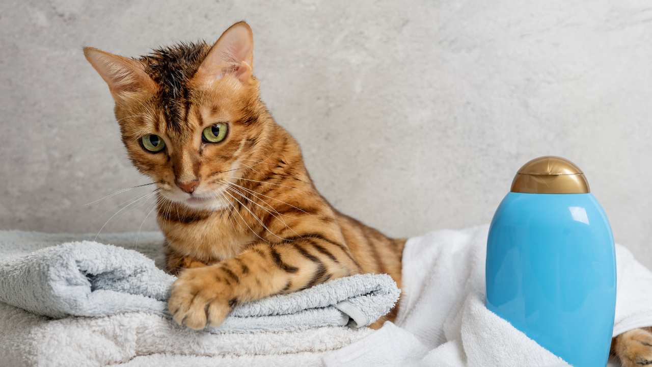 Ein unkastrierter Kater markiert auf den Teppich.