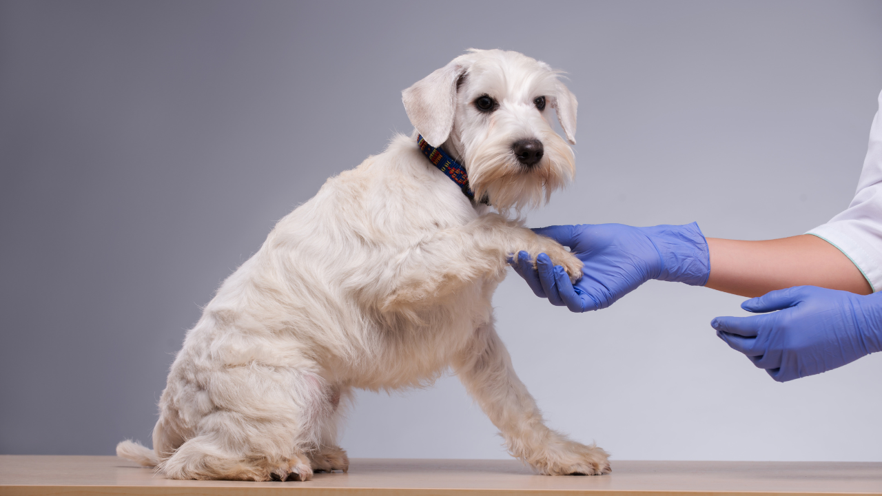 4_Analbeutel Hund reinigen Ein Hund gibt seine Pfote einem Tierarzt.