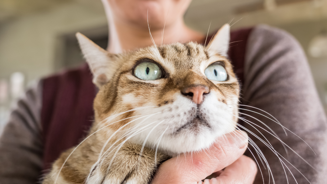 Eine Katze wird aufgrund von Epilepsie vom Tierarzt untersucht.