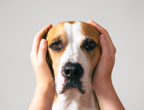 Geräuschangst beim Hund: Wenn jeder Knall zur Qual wird