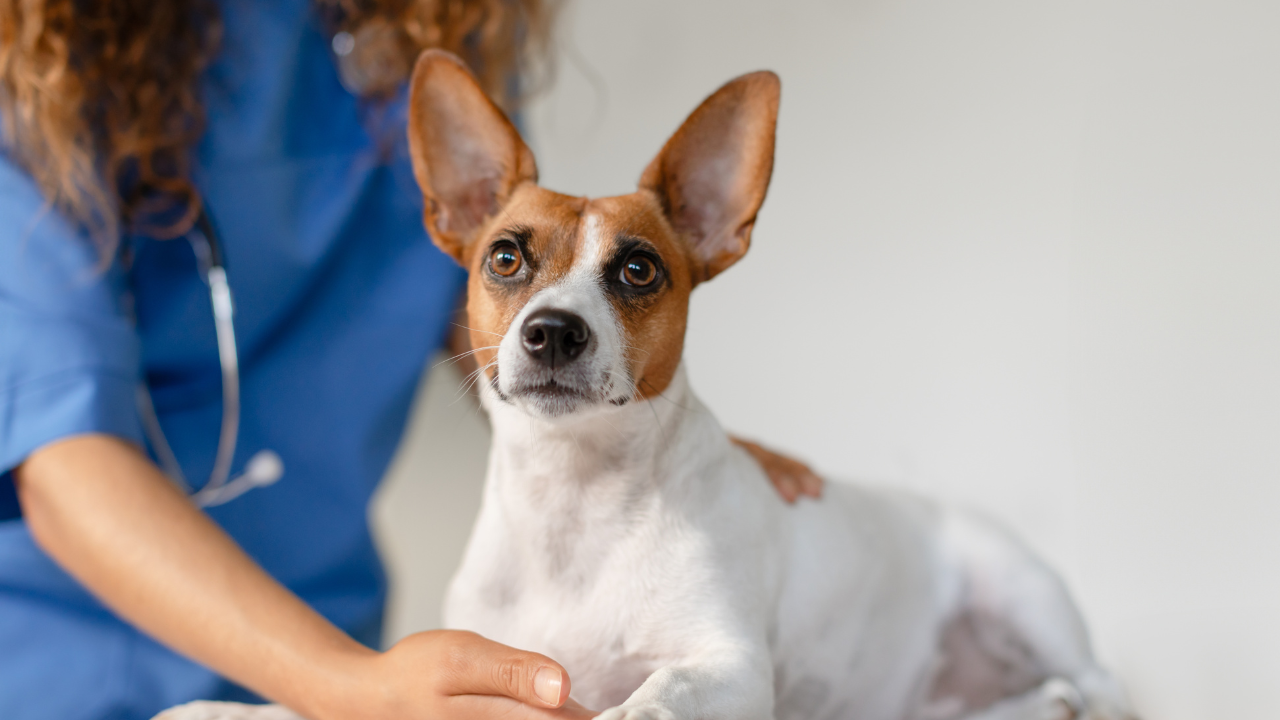 4_Harnwegsprobleme Hund Ein Hund wird vom Tierarzt untersucht, ob er eine Blasenentzündung hat.