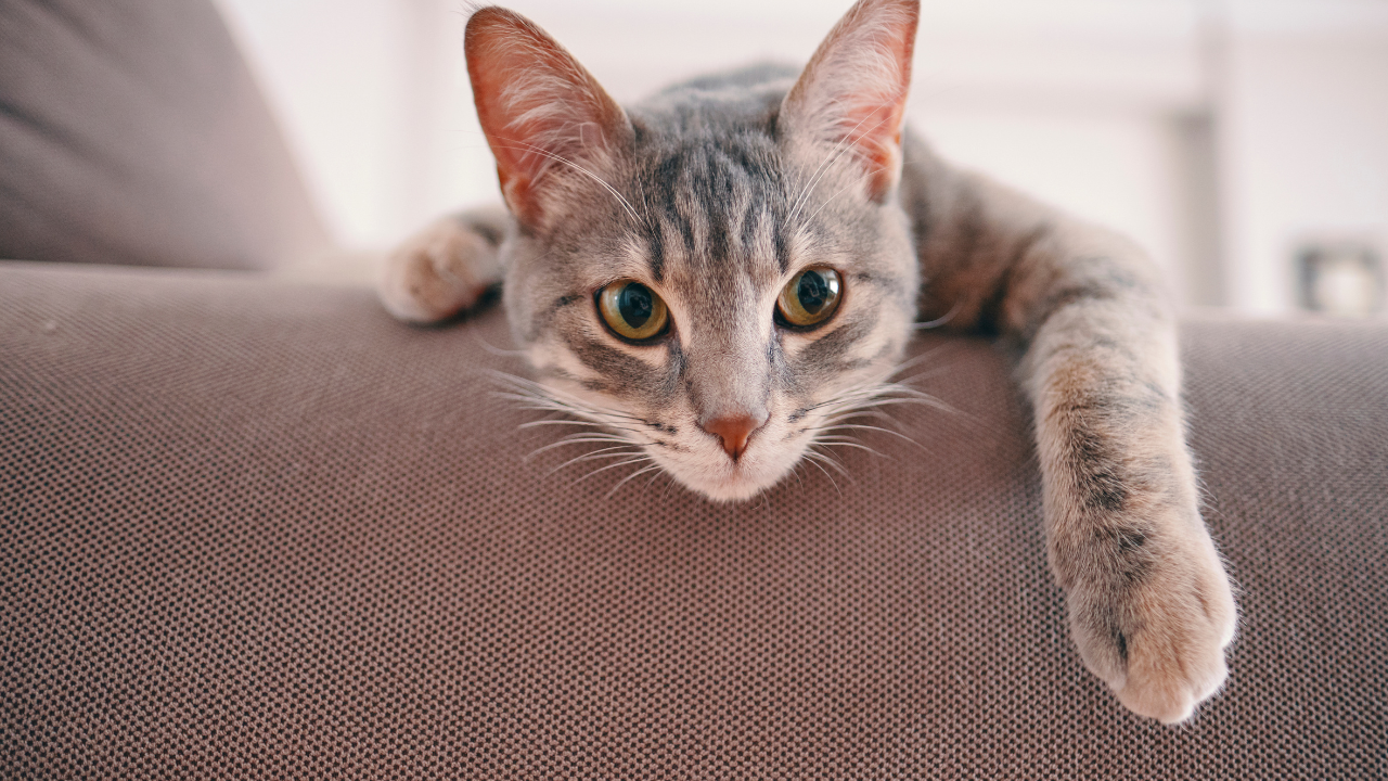 Eine Katze schläft auf dem Sofa.