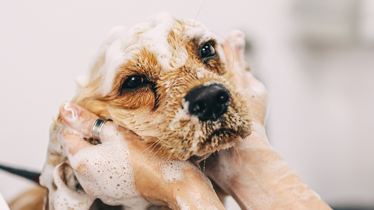4_Pflege_Fell Ein Hund wird in der Dusche mit Shampoo gewaschen.