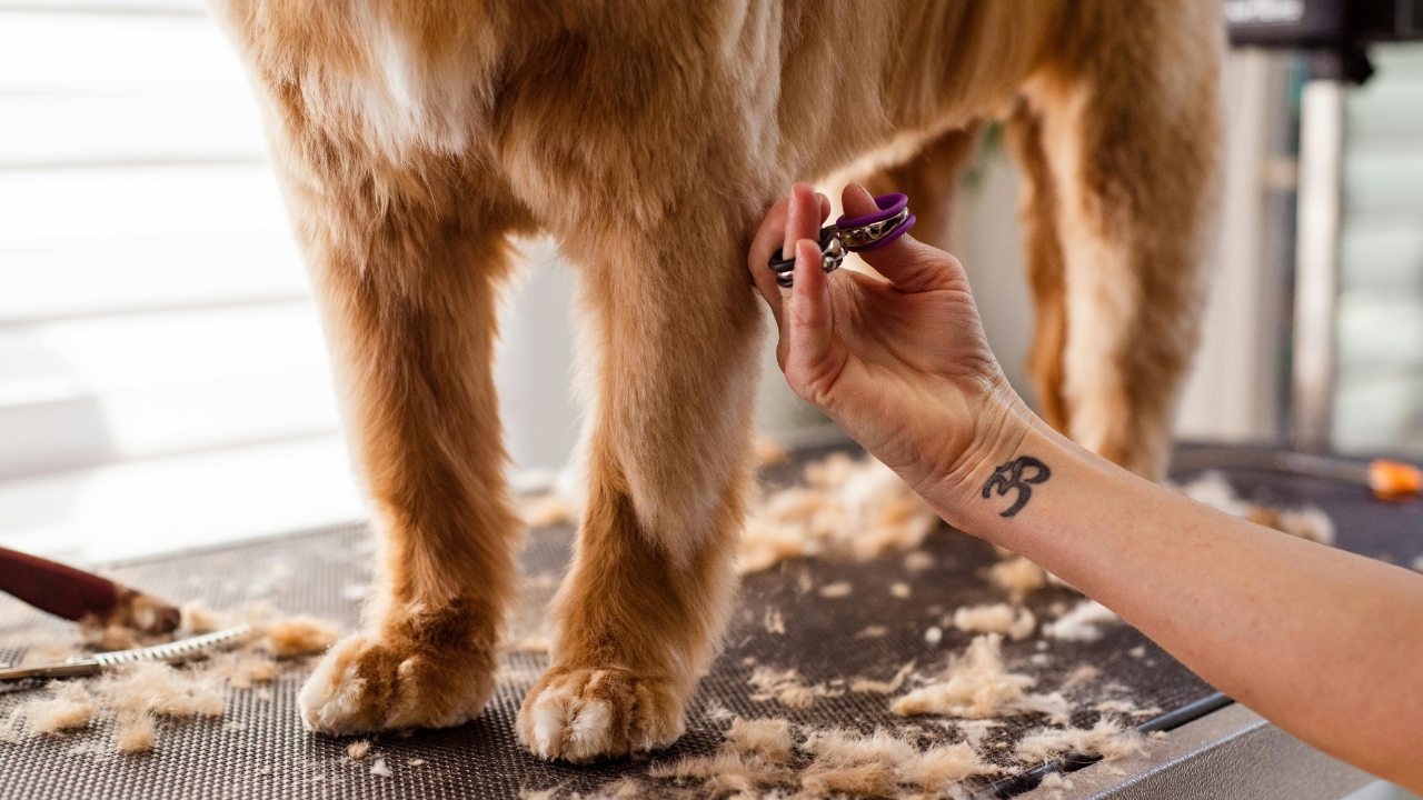 5_Hundefell_pflegen Ein Hund bekommt einen Haarschnitt beim Hundefriseur.