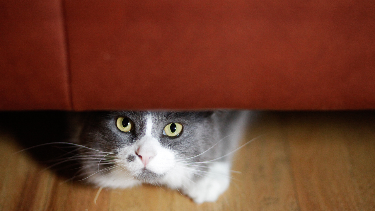 Eine Katze versteckt sich unter dem Sofa.
