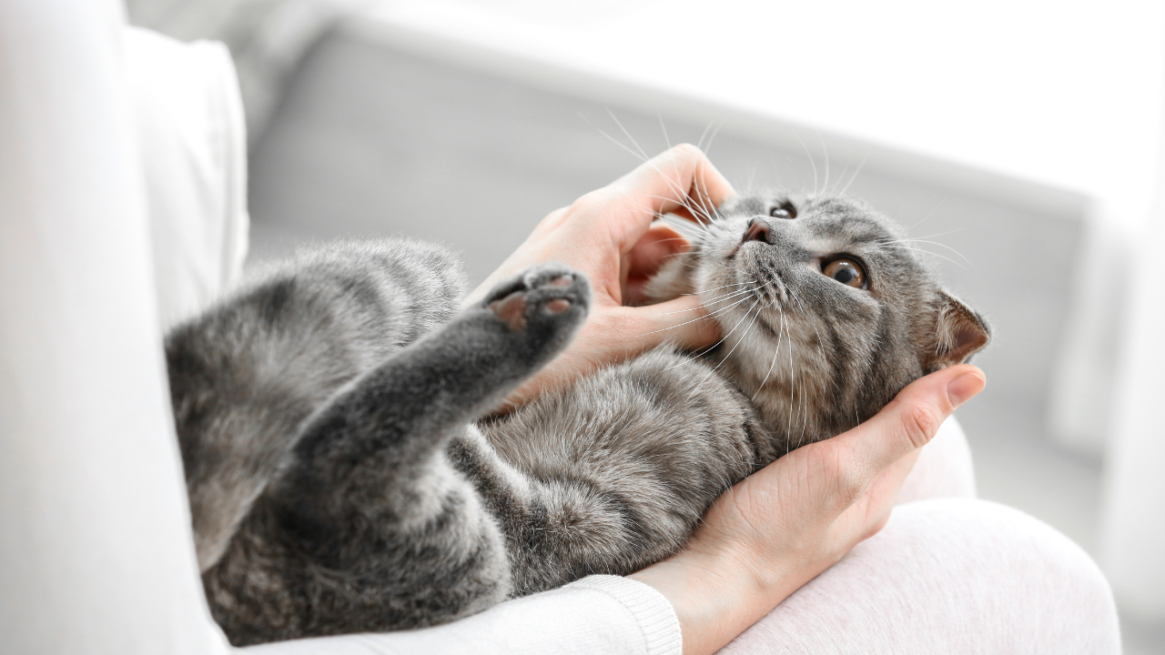 Eine Katze ist an Epilepsie erkrankt.