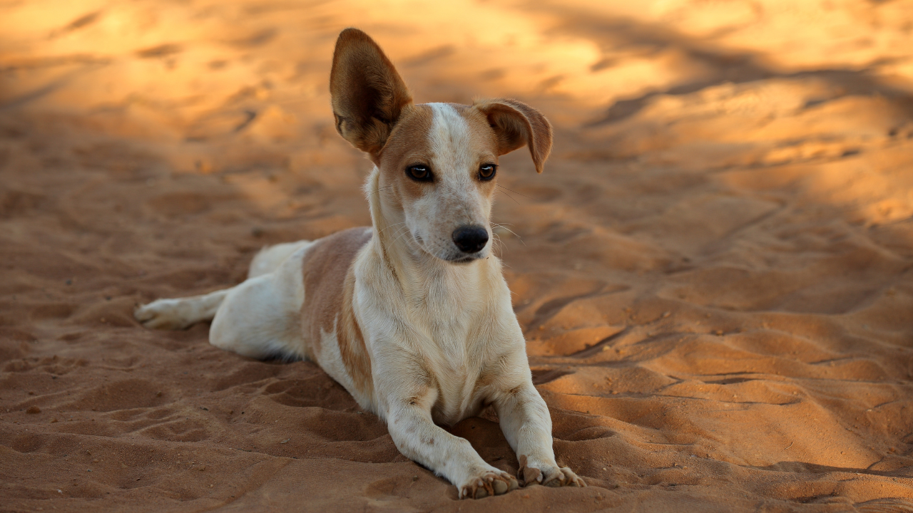 Ein Hund liegt am Strand und lauscht der Geräuschkulisse.