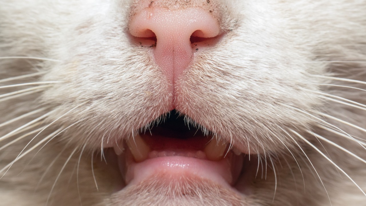 Eine Katze hat starke Zahnschmerzen.