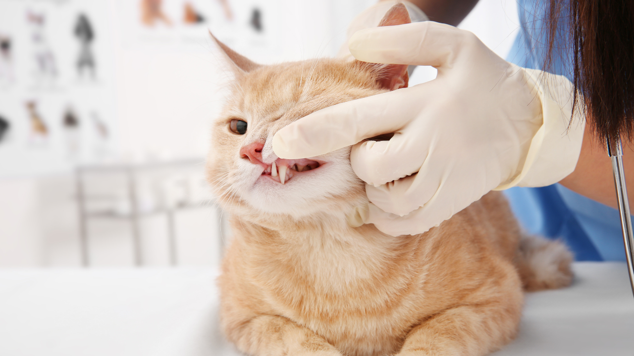 Eine Katze wird vom Tierarzt auf FORL untersucht.