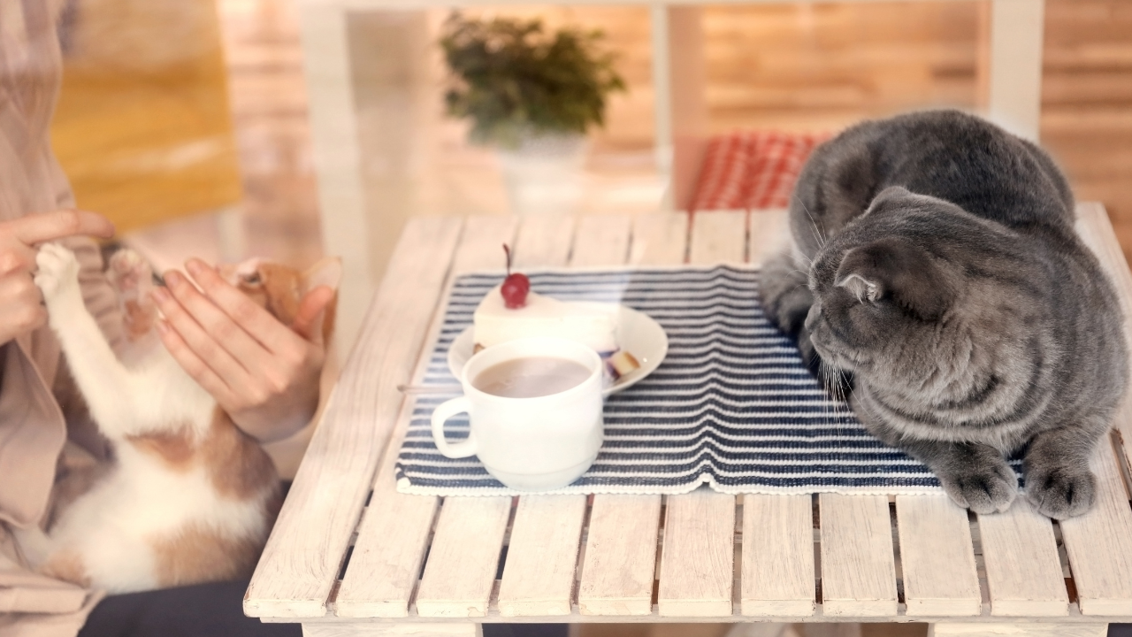 Eine Frau genießt ihren Besuch im Katzencafé.
