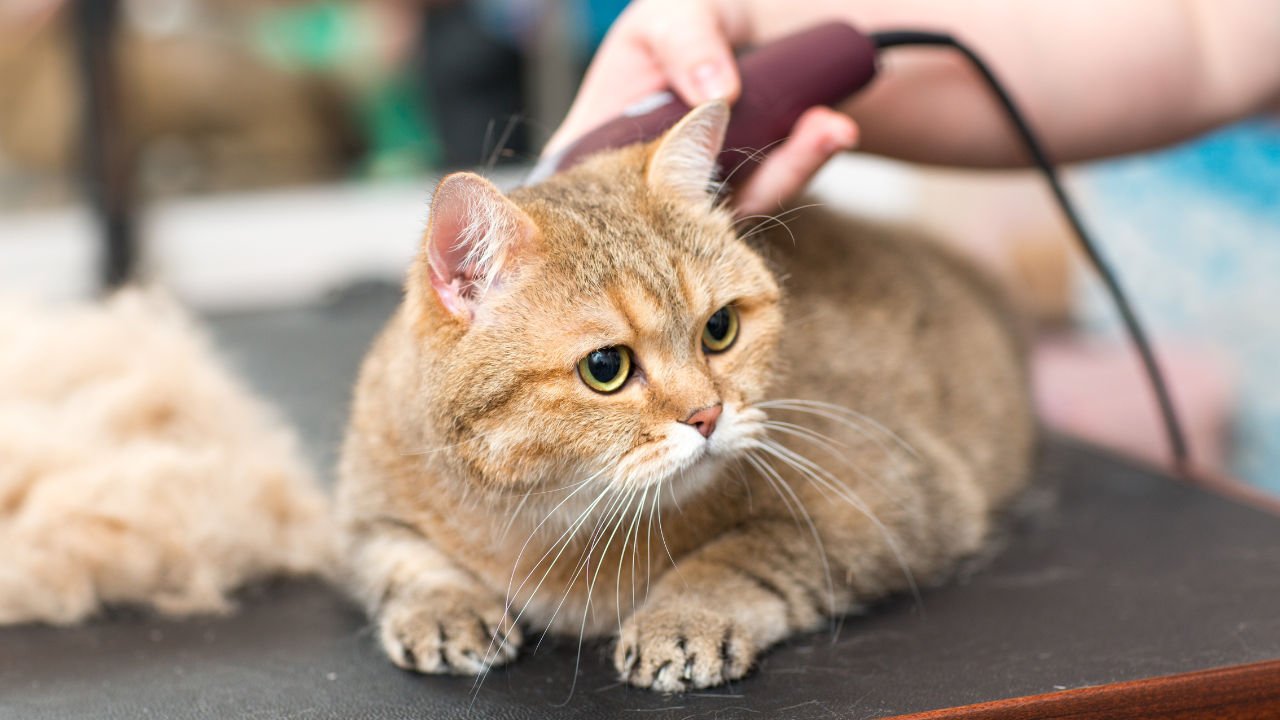 3_Katzenfriseur Eine Katze wird beim Katzenfriseur geschoren.