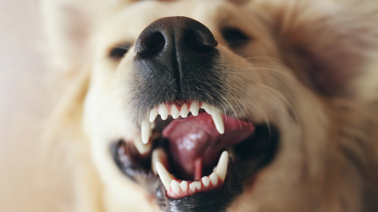 3_Zahnprobleme_Hund Ein Hund zeigt seine weißen Zähne nach einer Zahnsanierung.