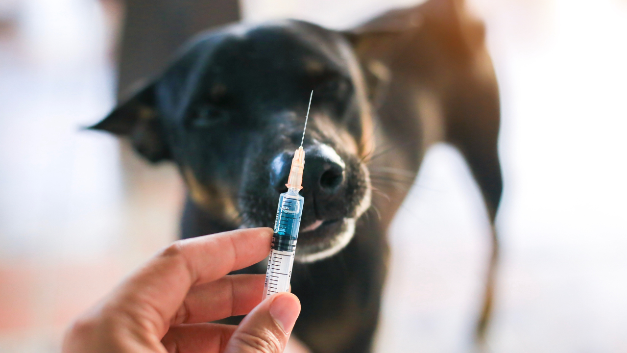 Ein Hund bekommt eine Spritze gegen Diabetes.