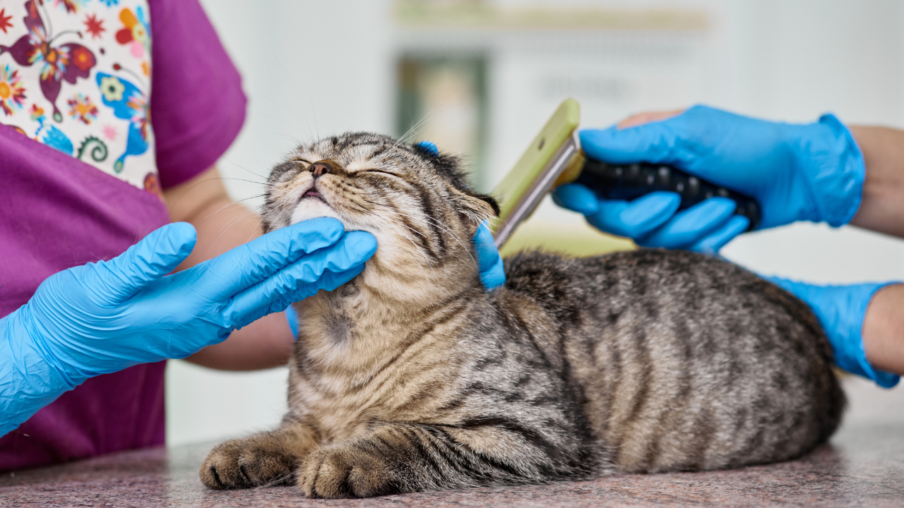4_Fellpflege_Katzen Eine Katze wird vom Katzenfriseur gepflegt.