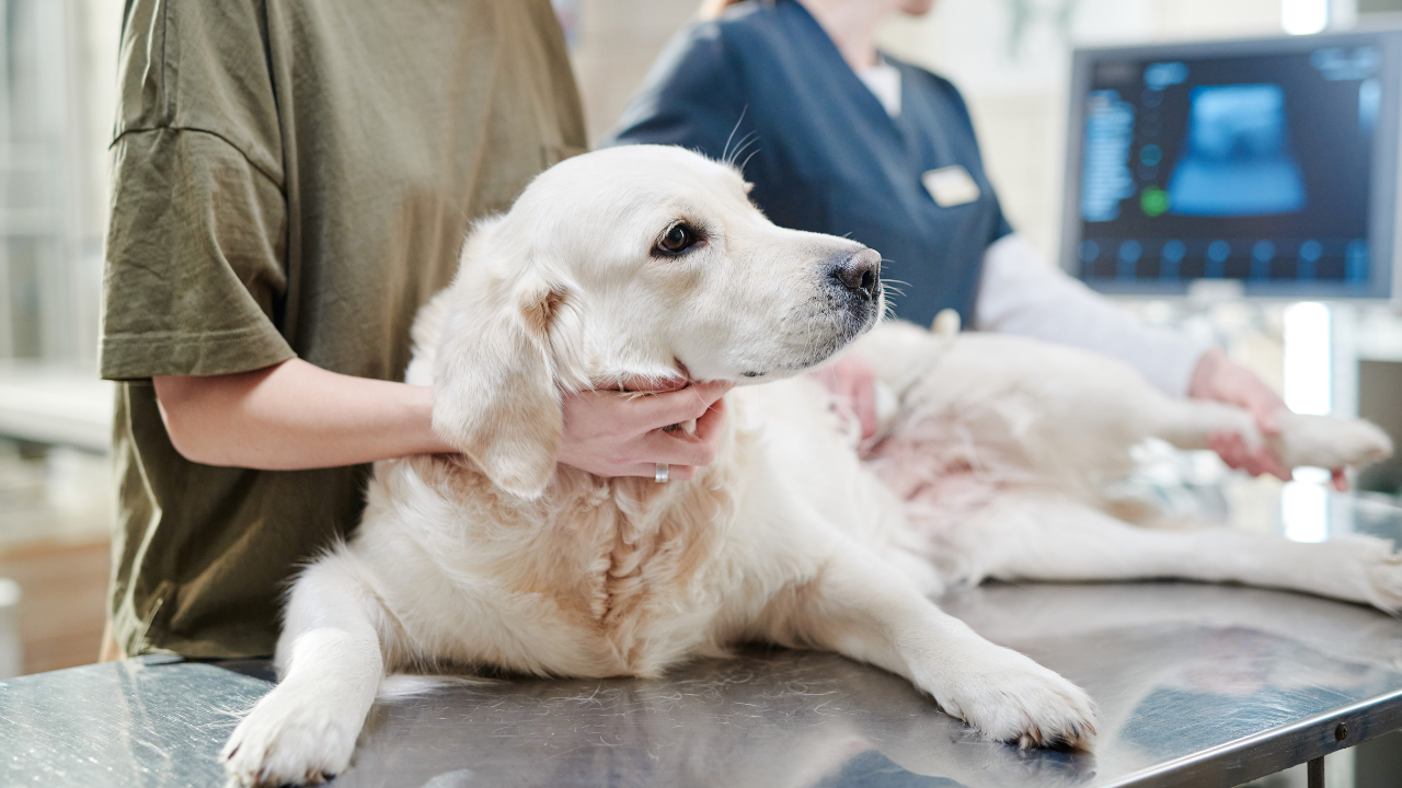 Ein Hund wird wegen seines Diabetes vom Tierarzt untersucht.