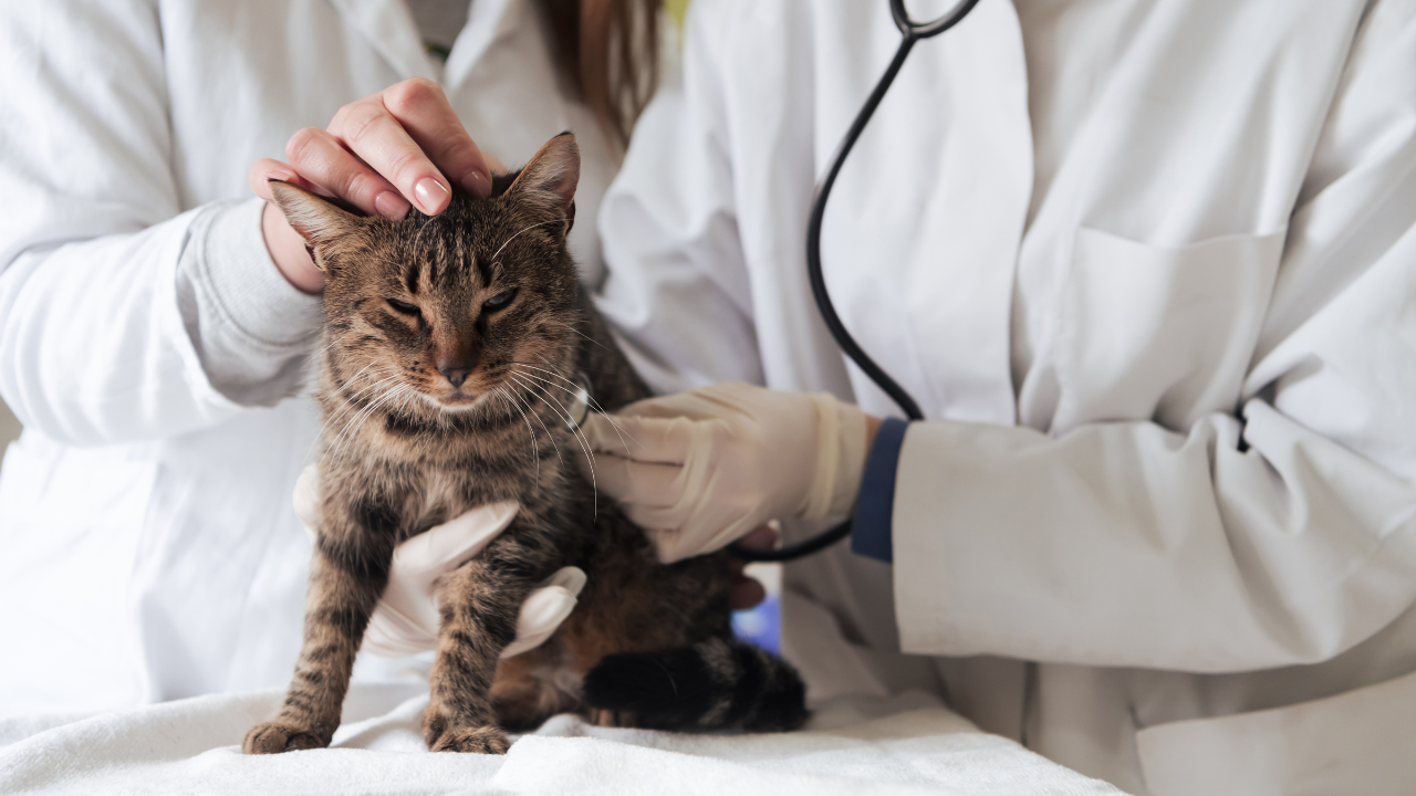 Eine Katze wird vom Tierarzt auf Diabetes untersucht.