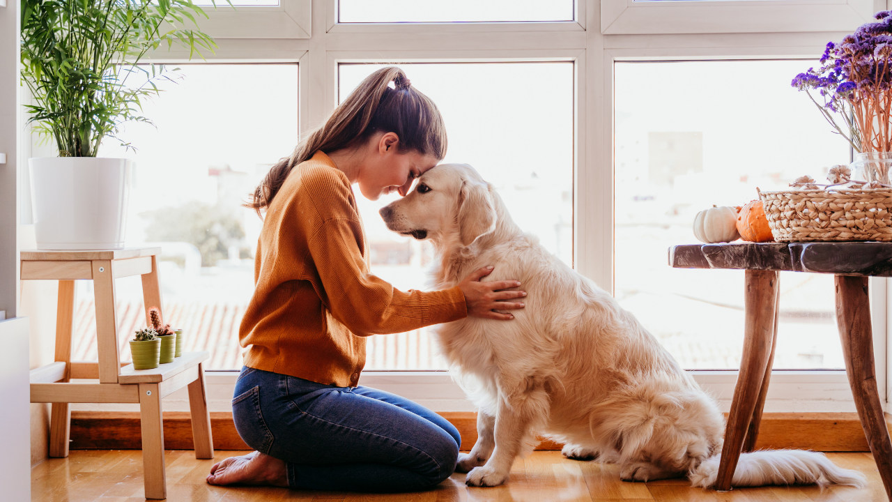 Eine Besitzerin möchte ihrem Hund helfen, da dieser Schmerzen hat.