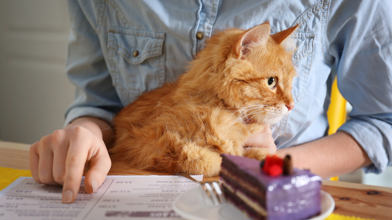 Eine Katze wird im Katzencafé von einer Besucherin gestreichelt.