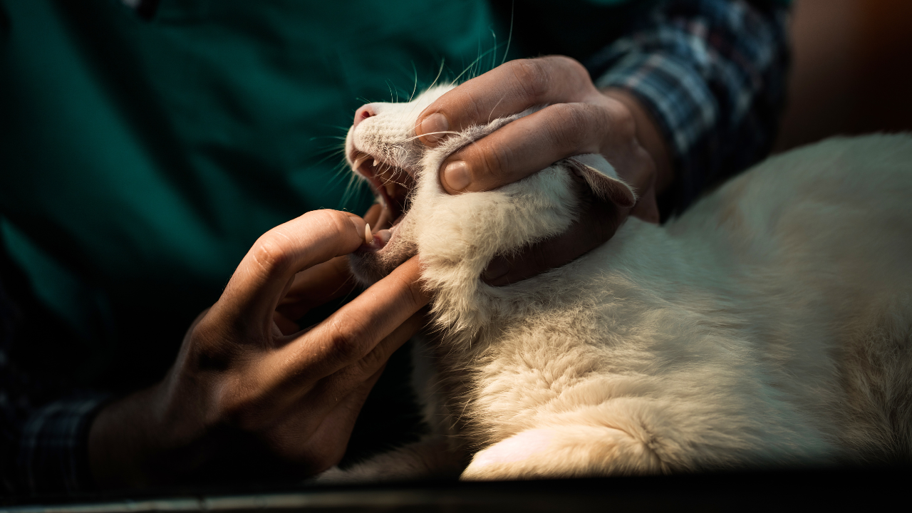 Eine Katze wird aufgrund von Zahnproblemen vom Tierarzt behandelt.