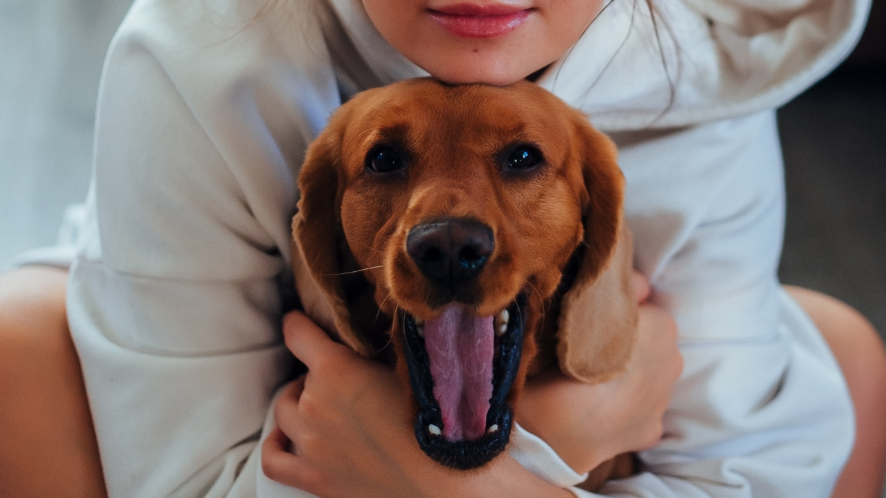 Ein Hund führt ein glückliches Leben trotz seines Diabetes.