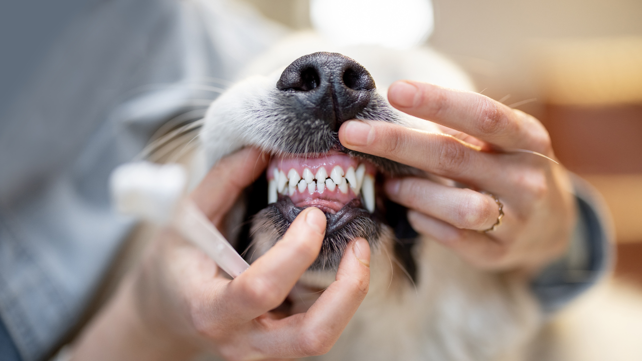 5_Hund_Zahnerkrankung Ein Hund muss Zähneputzen, um einer Parodontitis vorzubeugen.
