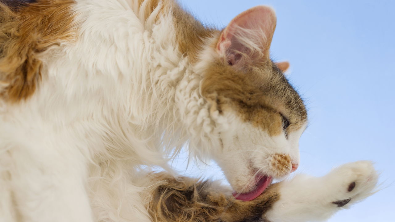 5_Katze_bürsten Eine Katze putzt ihr Fell.
