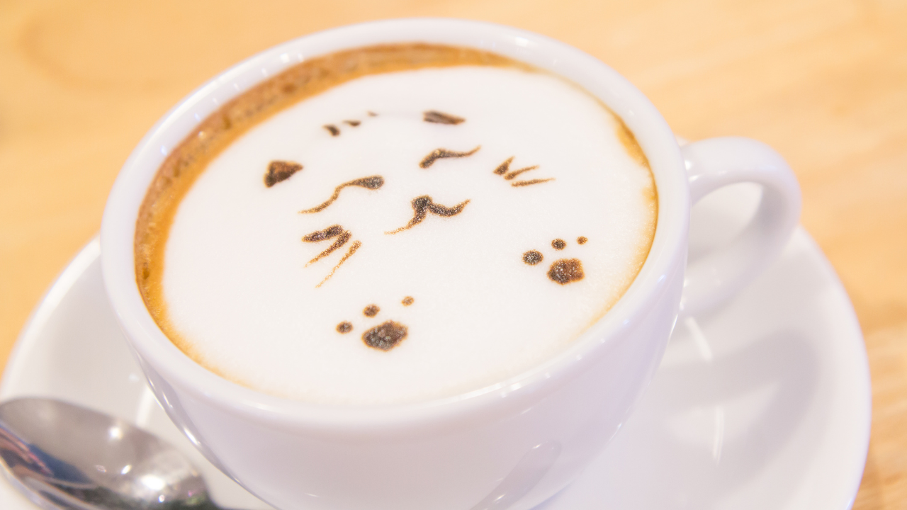 Im Katzencafé gibt es eine große Auswahl an Kuchen und Kaffees.
