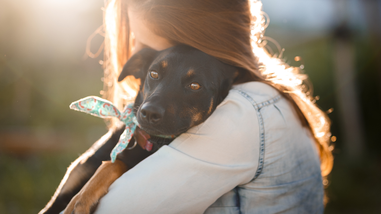 Ein Hund wird zum Tierarzt gebracht, weil er plötzlich Schmerzen hat.