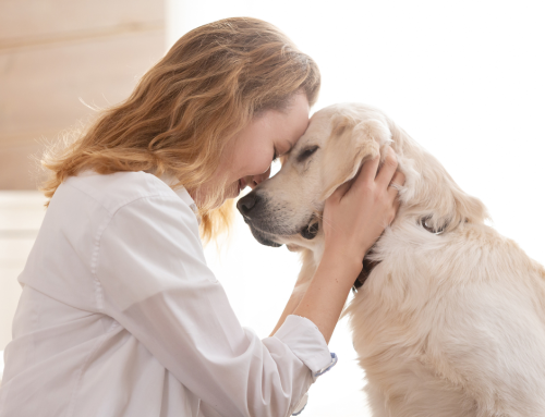 Altersbeschwerden beim Hund: Inkontinenz, Demenz & Co.