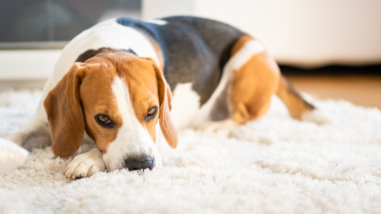 Ein Beagle wurde mit einem Bandscheibenvorfall diagnostiziert.
