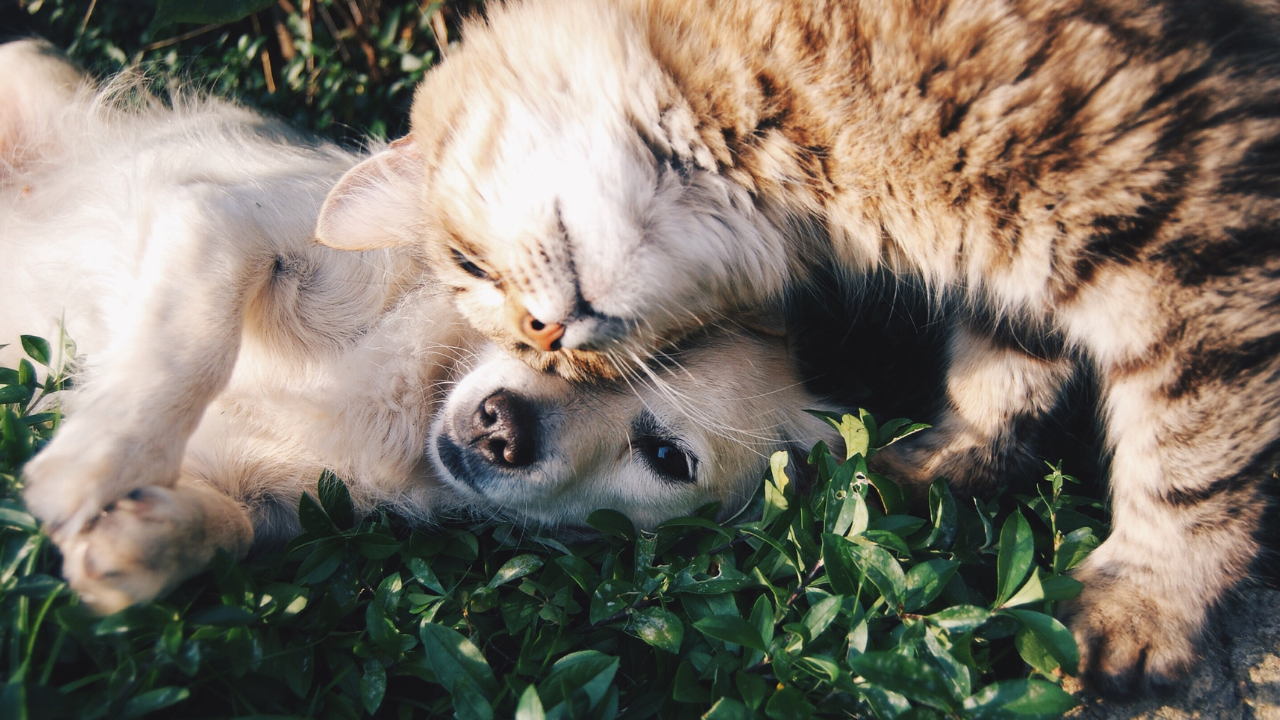 Eine Katze spielt mit einem Hund.