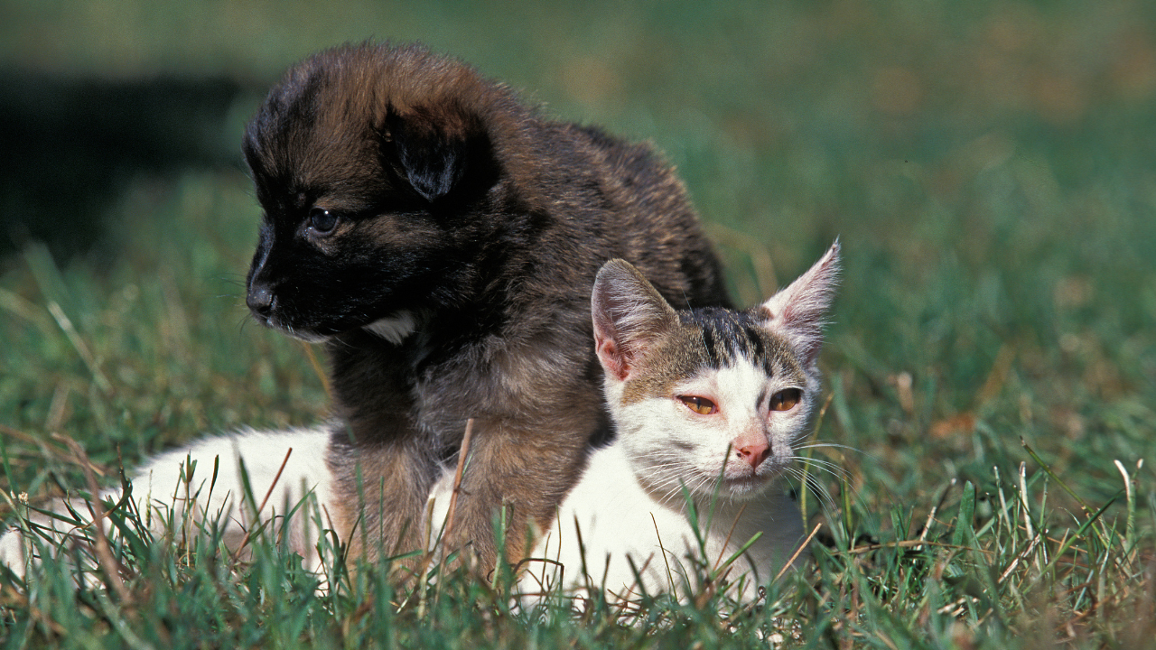 Eine Katze spielt mit einem Hund auf der Wiese.