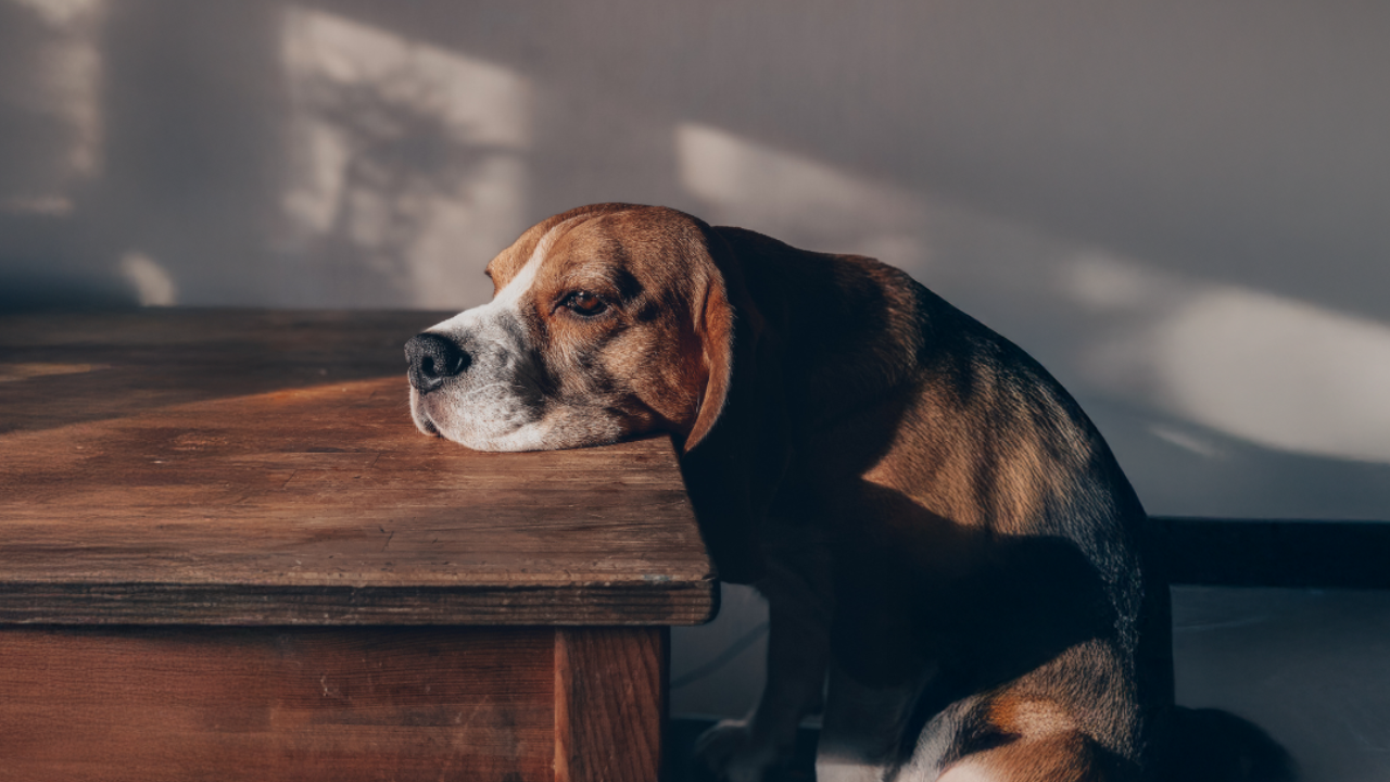3_Seniorhund Ein Seniorhund entspannt auf einer Bank im Garten.