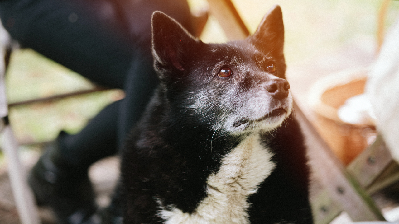 4_Inkontinenz_Hund Ein Hund hat Demenz im Alter.