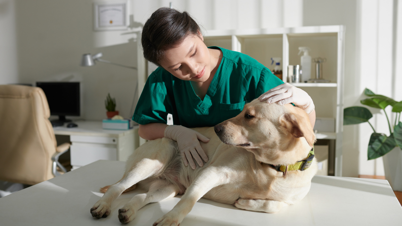Eine Tierärztin untersucht einen Hund wegen eines Bandscheibenvorfalls.