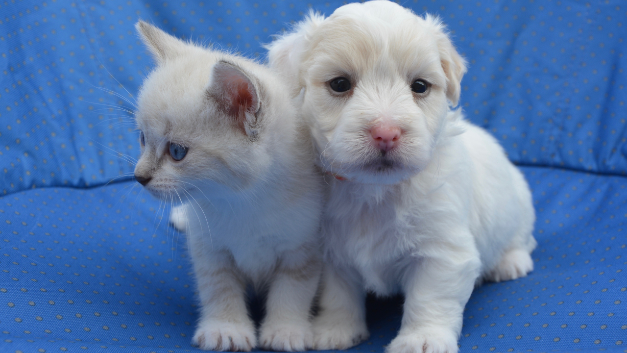Eine Katze kuschelt mit einem Hundewelpen.
