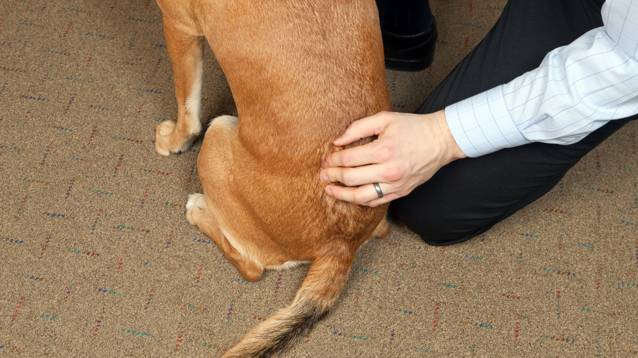 Ein Hund hat Schmerzen im Lendenwirbelbereich.