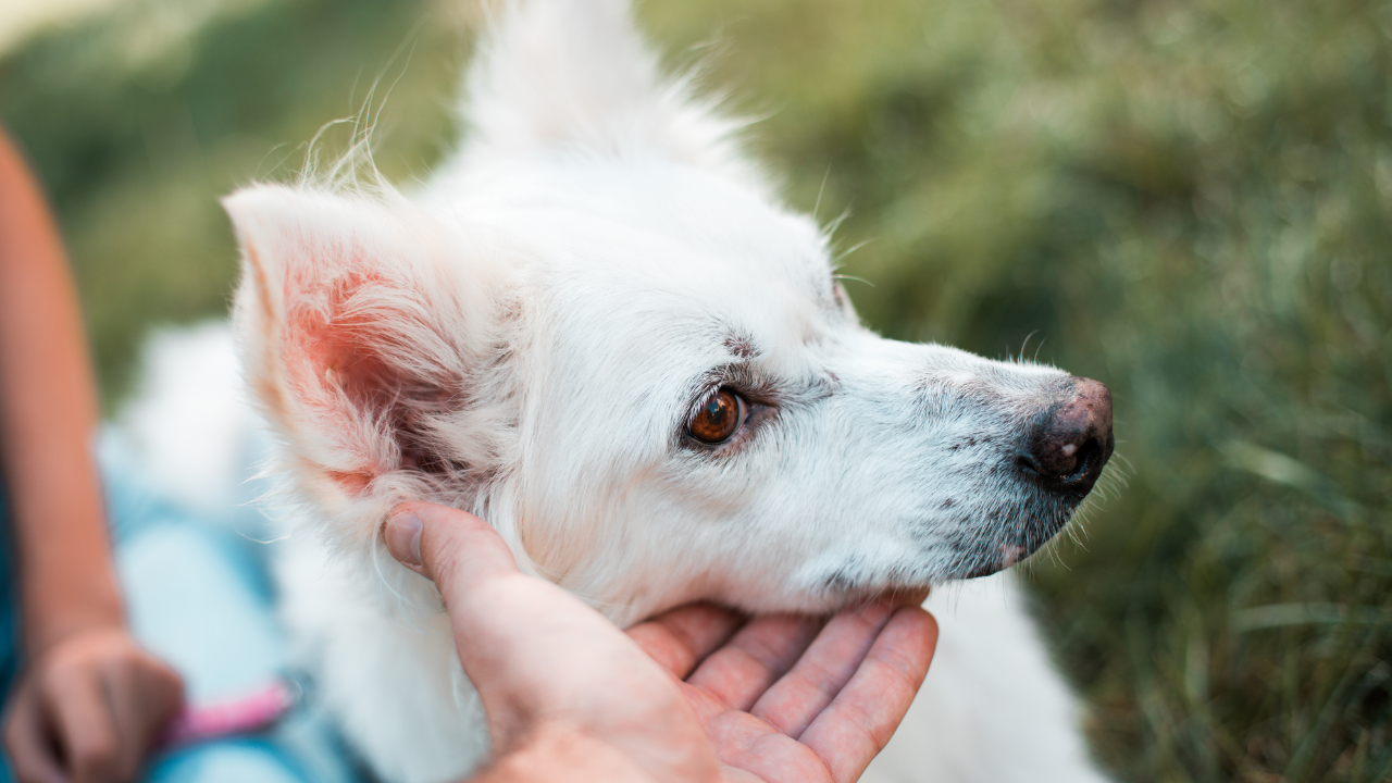 Ein Hund ist fit dank seiner Probiotika.