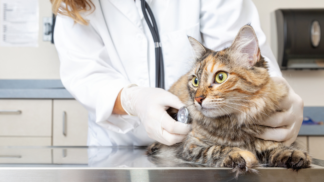 1_HCM_Katzen