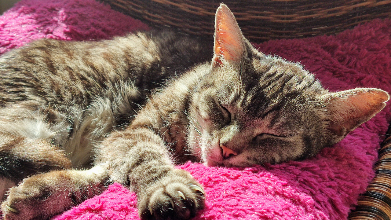 1_Seniorkatze Eine alte Katze schläft in ihrem Körbchen.